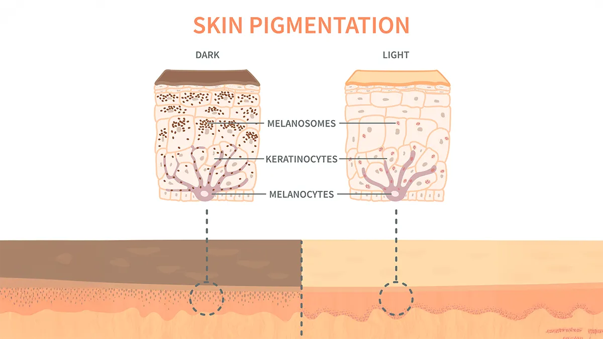 malanocytes and melanin production